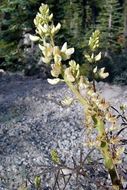 Plancia ëd Lupinus angustiflorus Eastw.