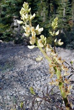 Image of narrowflower lupine