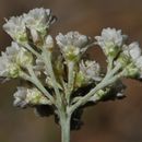 Image de Antennaria argentea (A. Gray) Benth.