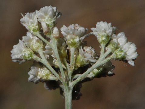 Image de Antennaria argentea (A. Gray) Benth.