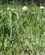 Imagem de Antennaria corymbosa E. E. Nelson