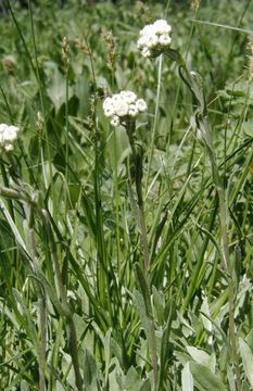 Imagem de Antennaria corymbosa E. E. Nelson