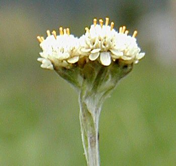 Sivun Antennaria corymbosa E. E. Nelson kuva