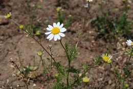 Image of stinking chamomile