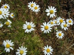 Image of stinking chamomile