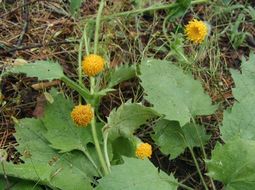 Image of rayless arnica