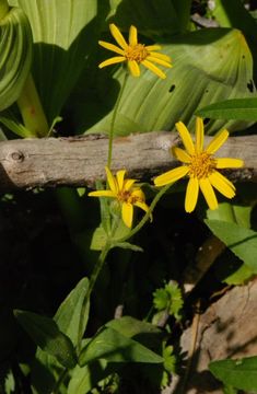 Sivun Arnica ovata Greene kuva