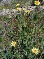 Image of spearleaf arnica