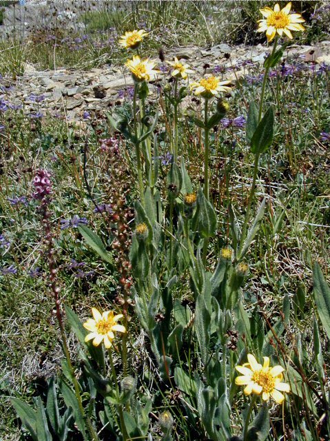 Image of spearleaf arnica