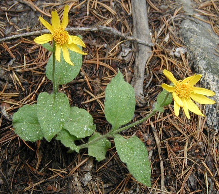 Слика од Arnica nevadensis A. Gray