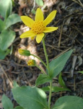 Слика од Arnica nevadensis A. Gray