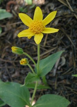 Image of Nevada arnica