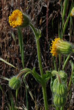 Image of Parry's arnica