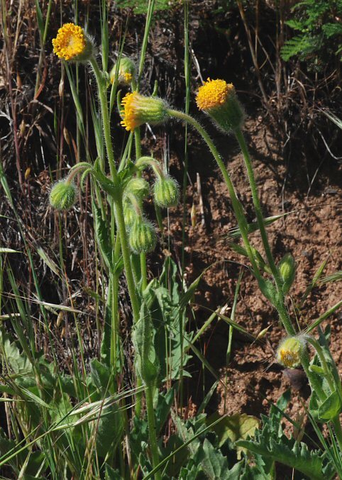 Слика од Arnica parryi A. Gray