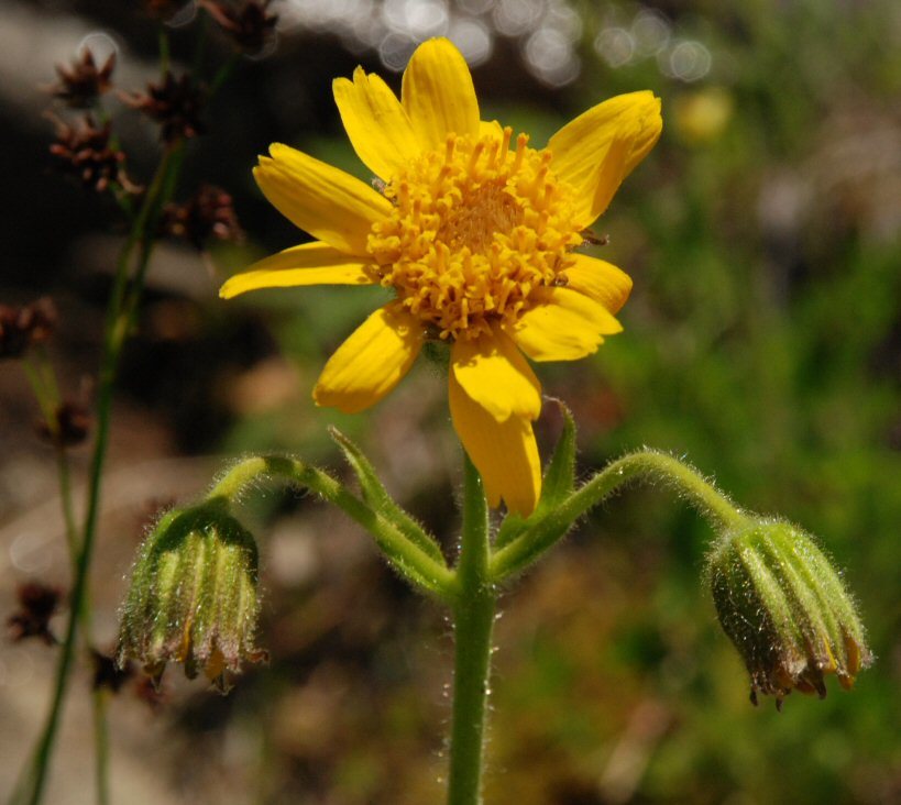 Слика од Arnica parryi A. Gray