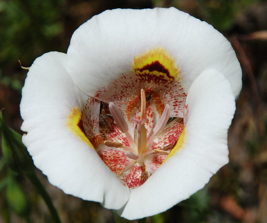 Image of superb mariposa lily