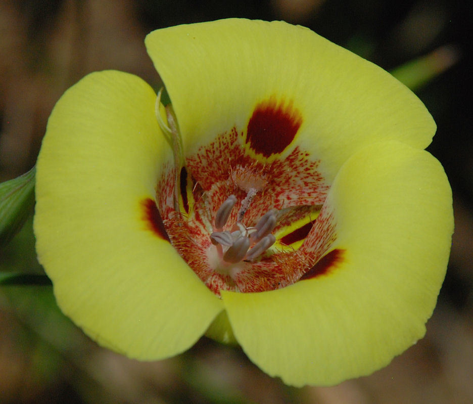 Image de Calochortus venustus Douglas ex Benth.