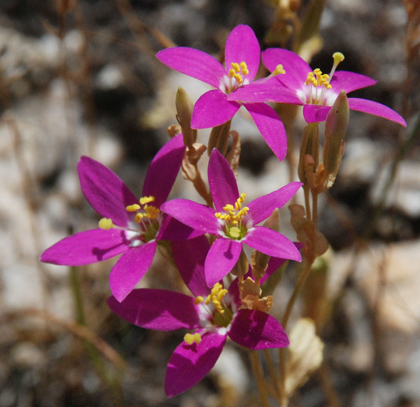 Zeltnera venusta (A. Gray) G. Mansion resmi