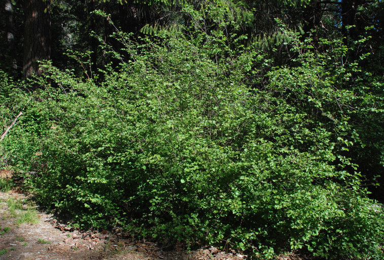 Image of Western Beaked Hazel