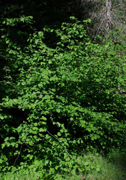 Слика од Corylus cornuta subsp. californica (A. DC.) A. E. Murray