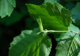 Image of Western Beaked Hazel