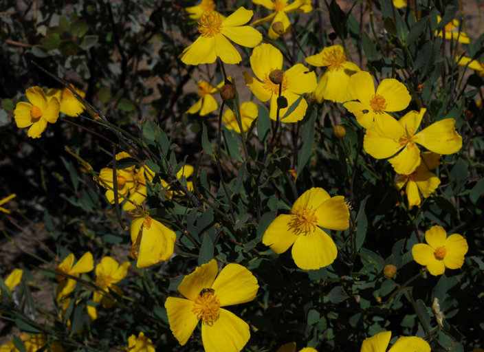 Image of tree poppy