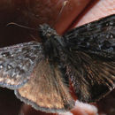 Image of Persius Duskywing