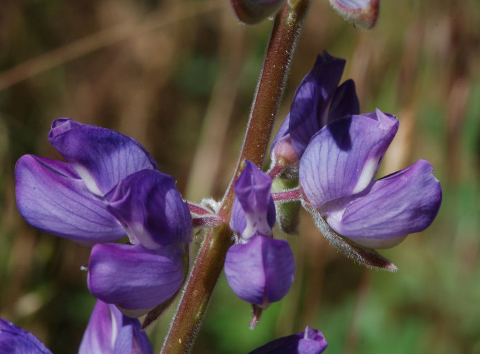 Image of Anderson's lupine