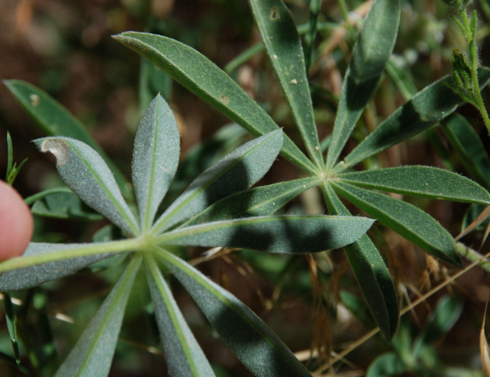 Image of Anderson's lupine