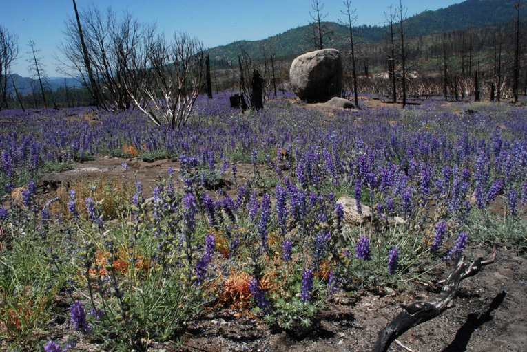 Image of Sierra lupine