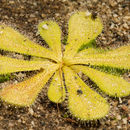 Image of Drosera bulbosa subsp. major (Diels) N. Marchant & Lowrie