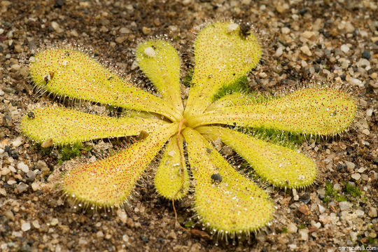 صورة Drosera bulbosa subsp. major (Diels) N. Marchant & Lowrie