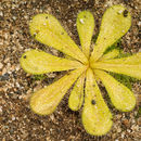 صورة Drosera bulbosa subsp. major (Diels) N. Marchant & Lowrie