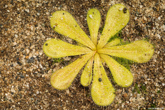 Image of Drosera bulbosa subsp. major (Diels) N. Marchant & Lowrie