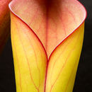 Image of Heliamphora folliculata Wistuba, Harbarth & Carow