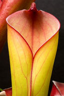 Imagem de Heliamphora folliculata Wistuba, Harbarth & Carow