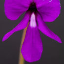 Sivun Pinguicula macrophylla Kunth kuva