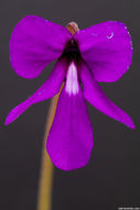 Image of Pinguicula macrophylla Kunth