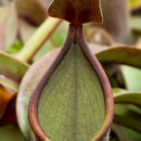 Image of <i>Nepenthes mikei</i>