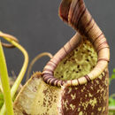 Image of <i>Nepenthes rafflesiana</i>