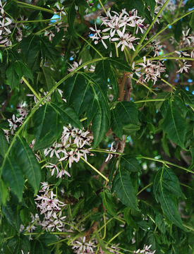 Image of Chinaberry