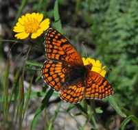 Image of Northern Checkerspot