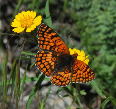 Image of Northern Checkerspot