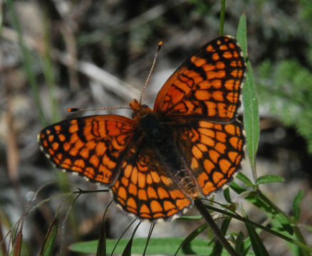 Image of Northern Checkerspot