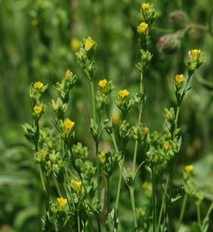 Image of Sclerolinon digynum (A. Gray) C. M. Rogers