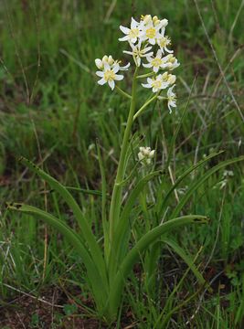 Image of giant deathcamas