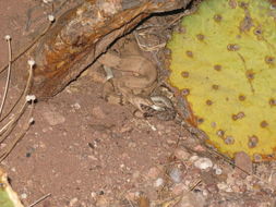 Image of Rock Rattlesnake