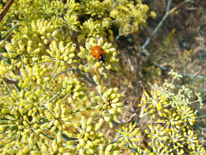 Image of sweet fennel