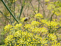 Plancia ëd Foeniculum vulgare Mill.