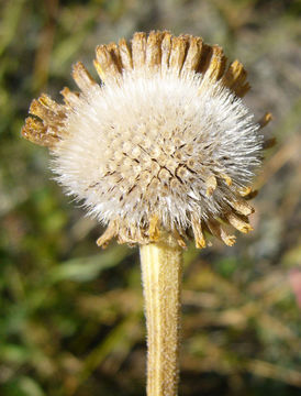 Image of Bigelow's sneezeweed